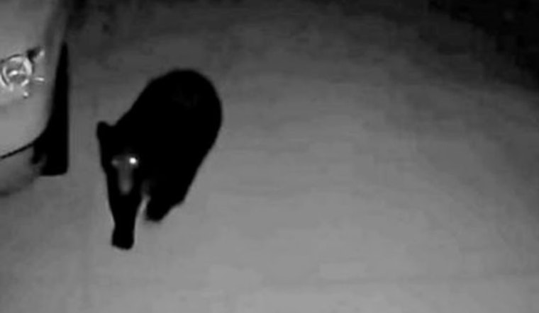 Wandering Bear Safely Captured and Relocated After Stirring Moab Community Near Elementary School