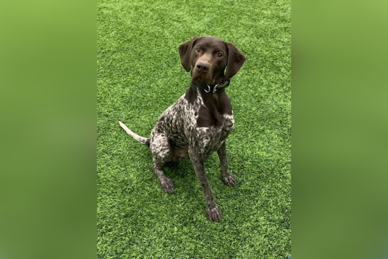 Westfield Police Department Welcomes New K9 Unit Member Scout to Bolster Local Law Enforcement in Indiana