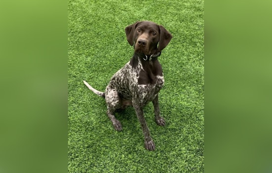 Westfield Police Department Welcomes New K9 Unit Member Scout to Bolster Local Law Enforcement in Indiana