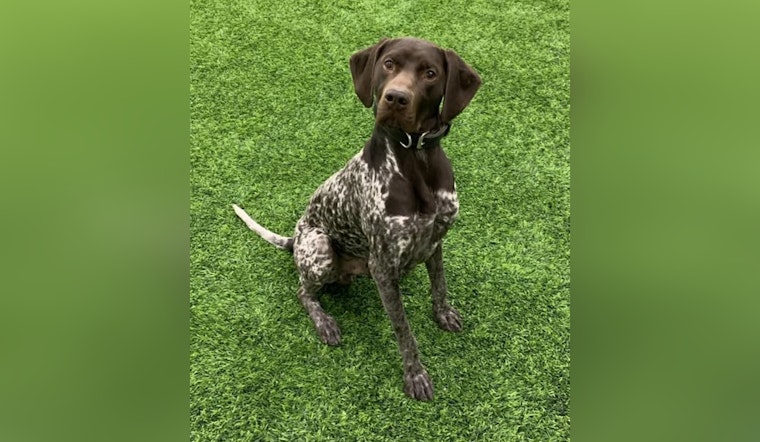 Westfield Police Department Welcomes New K9 Unit Member Scout to Bolster Local Law Enforcement in Indiana