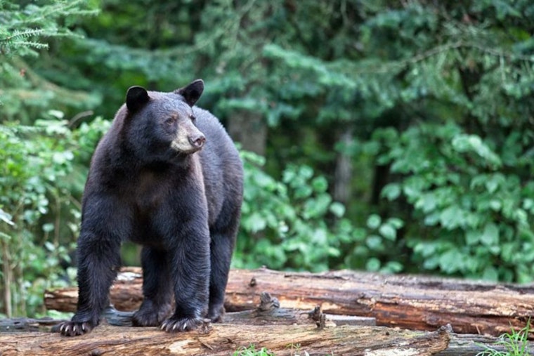 Wisconsin DNR Announces Opening of 2025 Bear Hunting Season Amid Record Application Numbers