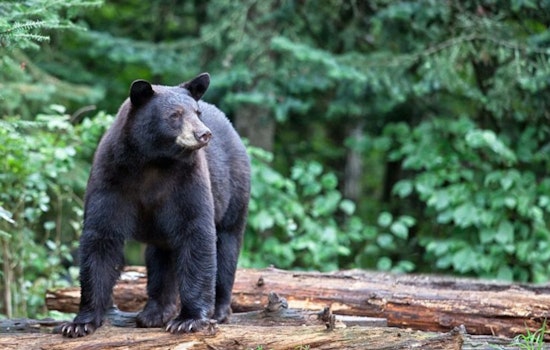 Wisconsin DNR Announces Opening of 2025 Bear Hunting Season Amid Record Application Numbers