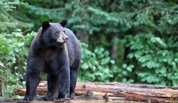 Wisconsin DNR Announces Opening of 2025 Bear Hunting Season Amid Record Application Numbers