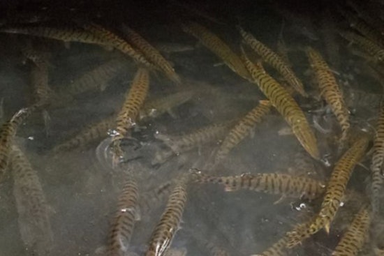 Wisconsin’s Largest Cool Water Fish Hatchery Invites Families for an Educational Open House in Spooner