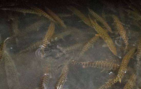 Wisconsin’s Largest Cool Water Fish Hatchery Invites Families for an Educational Open House in Spooner