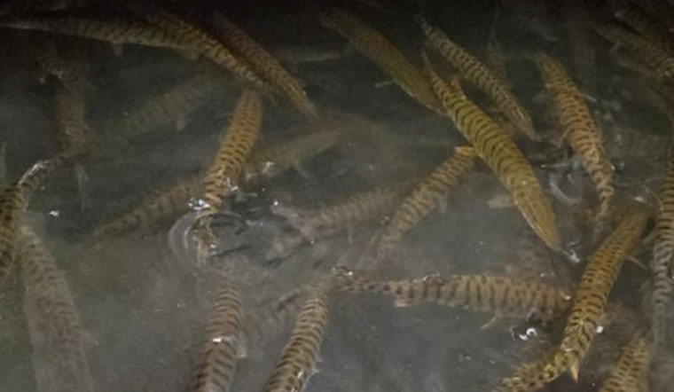 Wisconsin’s Largest Cool Water Fish Hatchery Invites Families for an Educational Open House in Spooner