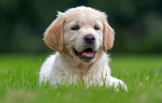 Yolo County Seeks Partners for Enhancement of Animal Services, Submissions Open Until October 23