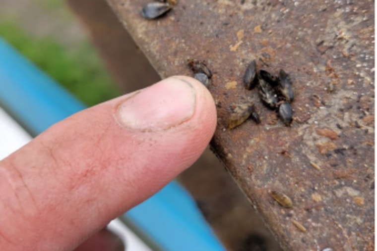 Zebra Mussels Confirmed in Cedar Lake: New Prague Community Confronts Aquatic Invaders as Minnesota DNR Urges Prevention Measures