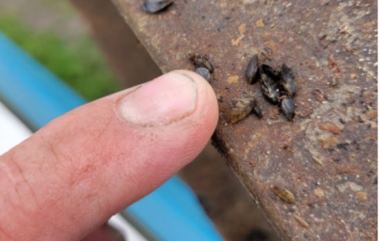 Zebra Mussels Confirmed in Cedar Lake: New Prague Community Confronts Aquatic Invaders as Minnesota DNR Urges Prevention Measures