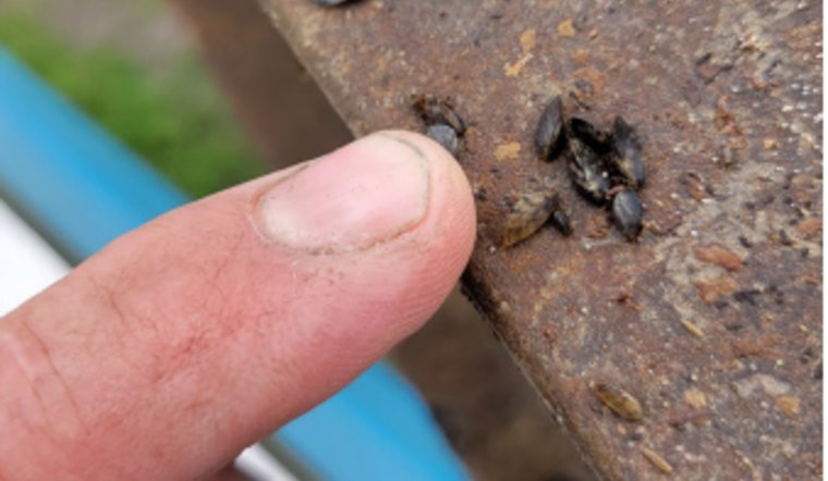 Zebra Mussels Confirmed in Cedar Lake: New Prague Community Confronts Aquatic Invaders as Minnesota DNR Urges Prevention Measures