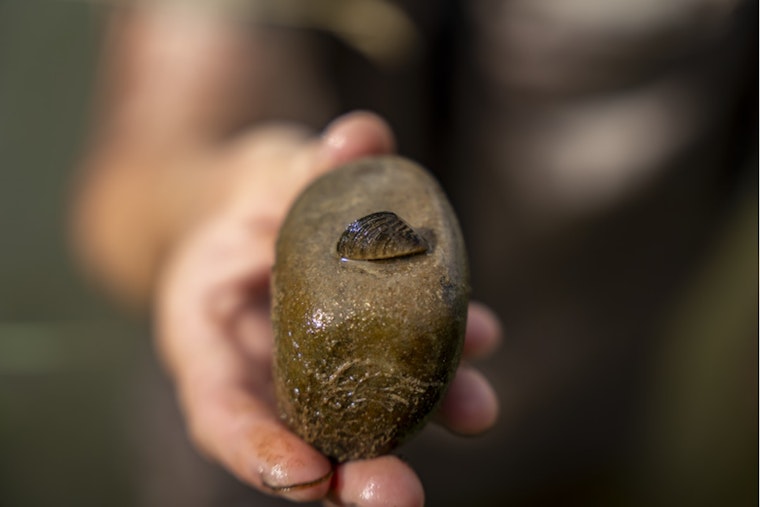 Zebra Mussels Infestation Confirmed in Colorado River and Grand Junction Lakes, CPW Ramps Up Containment Efforts