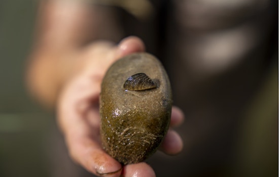 Zebra Mussels Infestation Confirmed in Colorado River and Grand Junction Lakes, CPW Ramps Up Containment Efforts