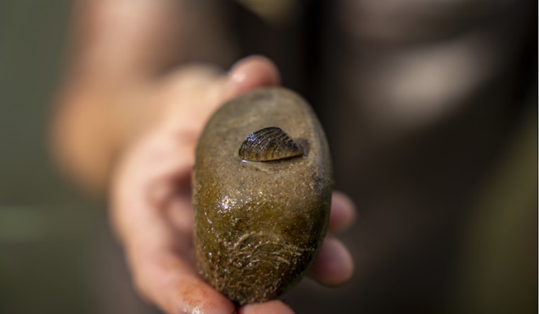 Zebra Mussels Infestation Confirmed in Colorado River and Grand Junction Lakes, CPW Ramps Up Containment Efforts