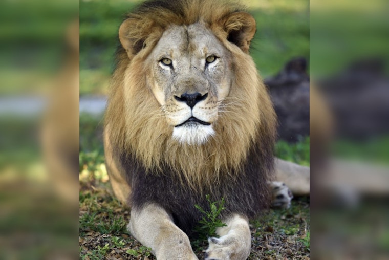 Zoo Miami Mourns the Loss of Kwame, Its Last Lion, Due to Chronic Illness