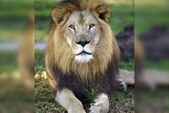 Zoo Miami Mourns the Loss of Kwame, Its Last Lion, Due to Chronic Illness