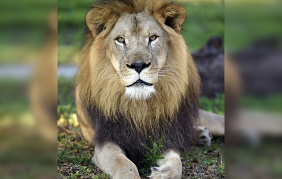 Zoo Miami Mourns the Loss of Kwame, Its Last Lion, Due to Chronic Illness