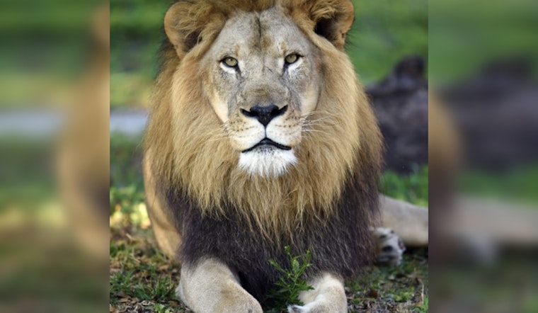 Zoo Miami Mourns the Loss of Kwame, Its Last Lion, Due to Chronic Illness