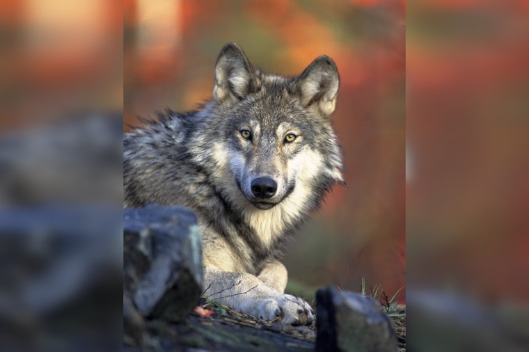 $10,000 Reward Offered in Oregon for Information on Illegal Killing of Endangered Gray Wolf