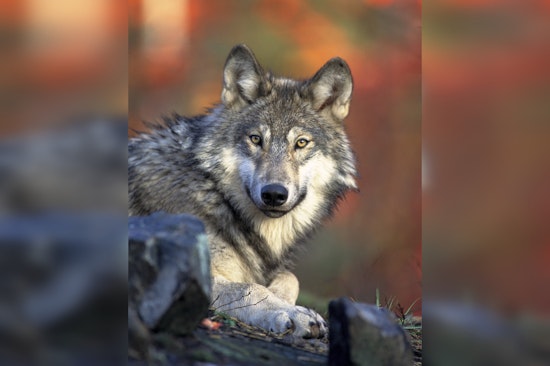$10,000 Reward Offered in Oregon for Information on Illegal Killing of Endangered Gray Wolf