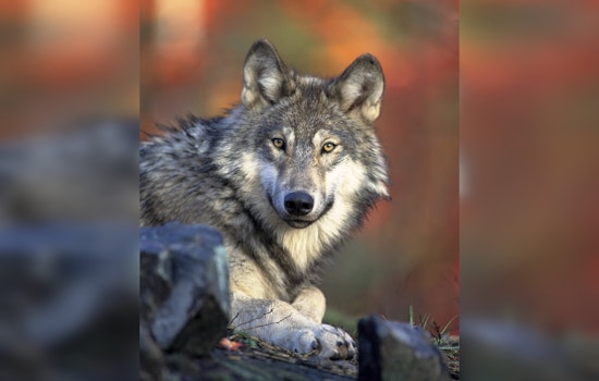 $10,000 Reward Offered in Oregon for Information on Illegal Killing of Endangered Gray Wolf