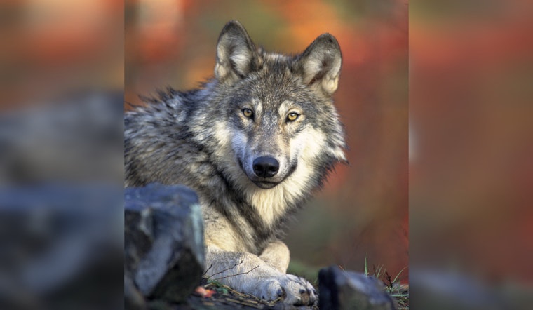 $10,000 Reward Offered in Oregon for Information on Illegal Killing of Endangered Gray Wolf