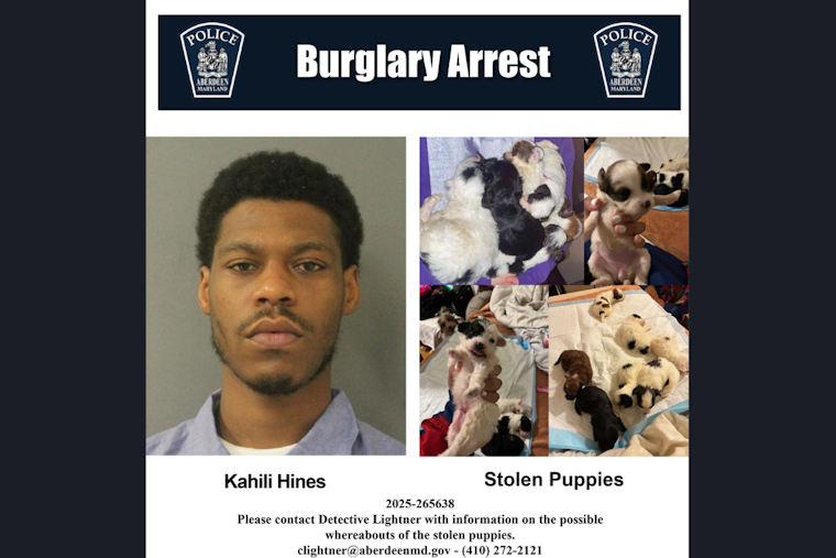 Aberdeen Police Seek Public's Aid to Find Seven Stolen Puppies, Suspect in Custody