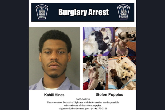 Aberdeen Police Seek Public's Aid to Find Seven Stolen Puppies, Suspect in Custody