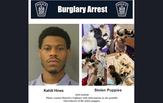 Aberdeen Police Seek Public's Aid to Find Seven Stolen Puppies, Suspect in Custody