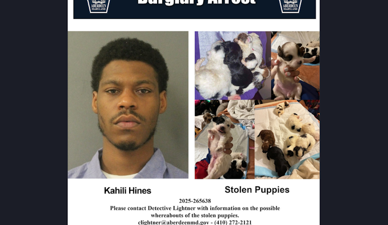 Aberdeen Police Seek Public's Aid to Find Seven Stolen Puppies, Suspect in Custody
