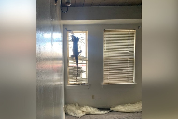 Alameda Renters Skip Town, Leave 7-Foot Lizard Clinging To Blinds