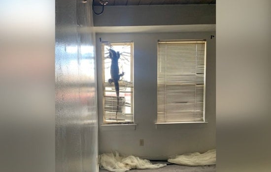 Alameda Renters Skip Town, Leave 7-Foot Lizard Clinging To Blinds