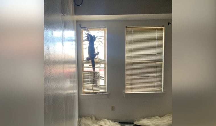 Alameda Renters Skip Town, Leave 7-Foot Lizard Clinging To Blinds