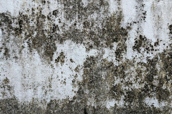 Albany Park Mold Nightmare: Chicago Mom Says Crumbling Apartment Is Making Kids Sick