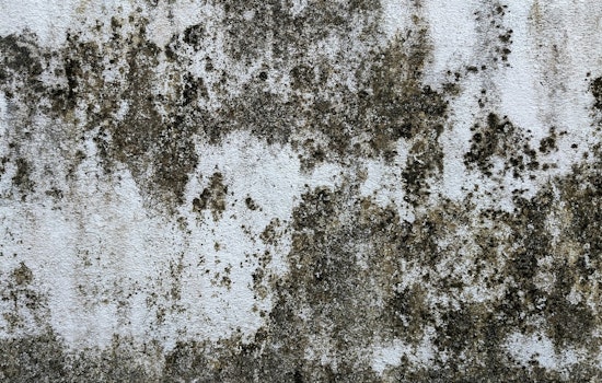 Albany Park Mold Nightmare: Chicago Mom Says Crumbling Apartment Is Making Kids Sick