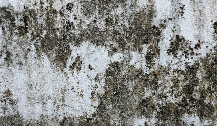 Albany Park Mold Nightmare: Chicago Mom Says Crumbling Apartment Is Making Kids Sick