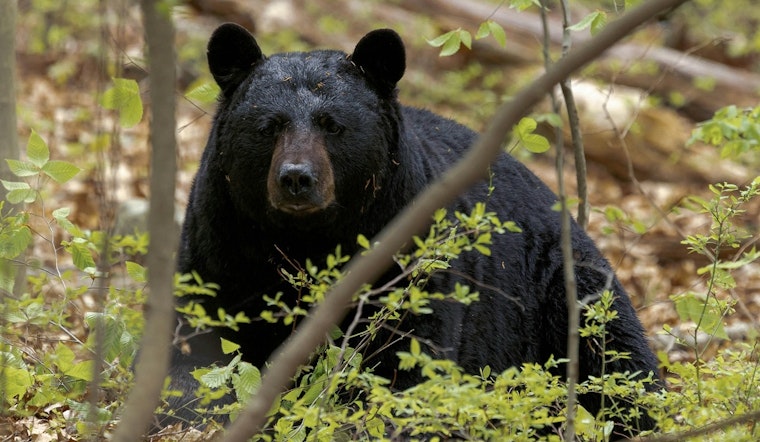 Altadena Man's Month-Long Ordeal Ends as Bear "Yellow 2120" Evicted From Under Home by Nonprofit Organization