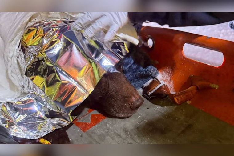Anne Arundel County Fire & Rescue Save Chocolate Lab from Icy Peril on Luce Creek