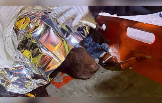Anne Arundel County Fire & Rescue Save Chocolate Lab from Icy Peril on Luce Creek