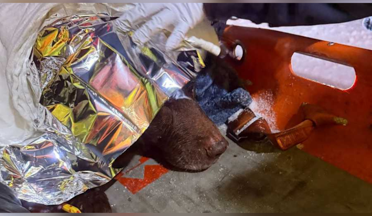 Anne Arundel County Fire & Rescue Save Chocolate Lab from Icy Peril on Luce Creek