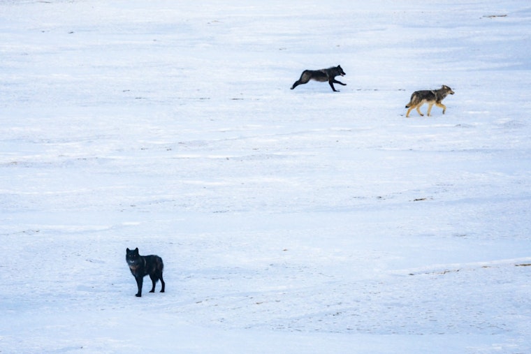 Another Canada Wolf Found Dead in Colorado Reintroduction Setback