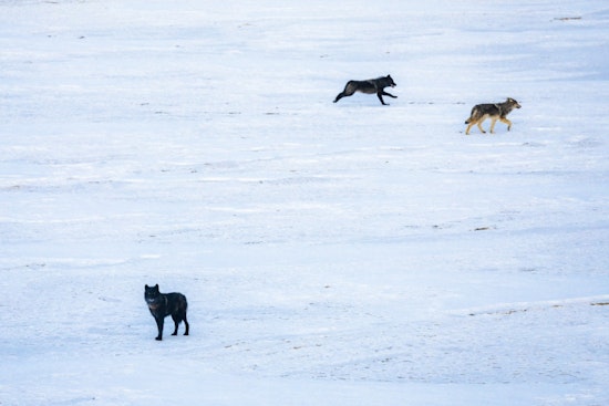 Another Canada Wolf Found Dead in Colorado Reintroduction Setback