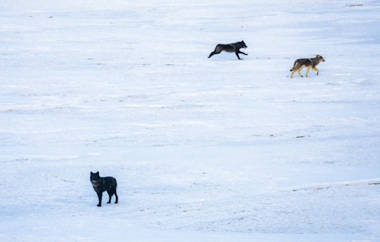 Another Canada Wolf Found Dead in Colorado Reintroduction Setback