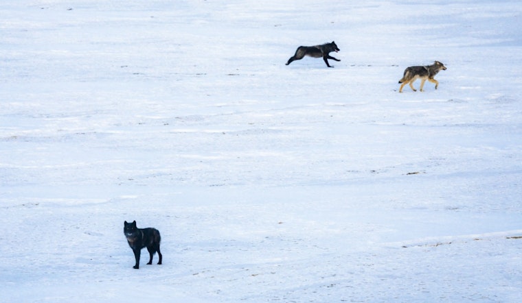 Another Canada Wolf Found Dead in Colorado Reintroduction Setback