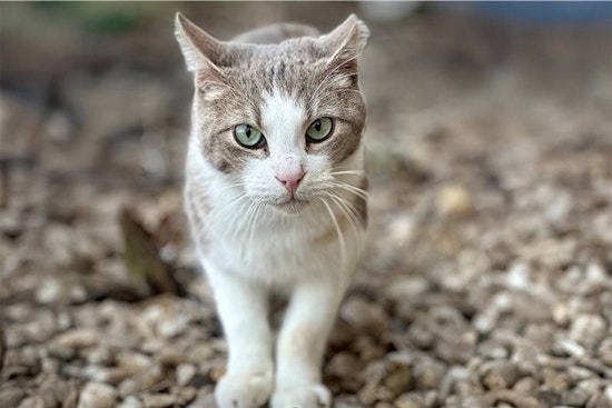 Arlington Animal Services Expands TNR Program with $25,000 Petco Love Grant