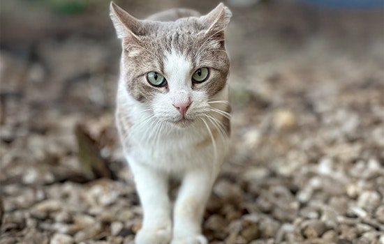 Arlington Animal Services Expands TNR Program with $25,000 Petco Love Grant