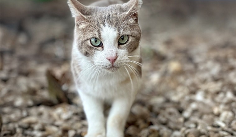 Arlington Animal Services Expands TNR Program with $25,000 Petco Love Grant