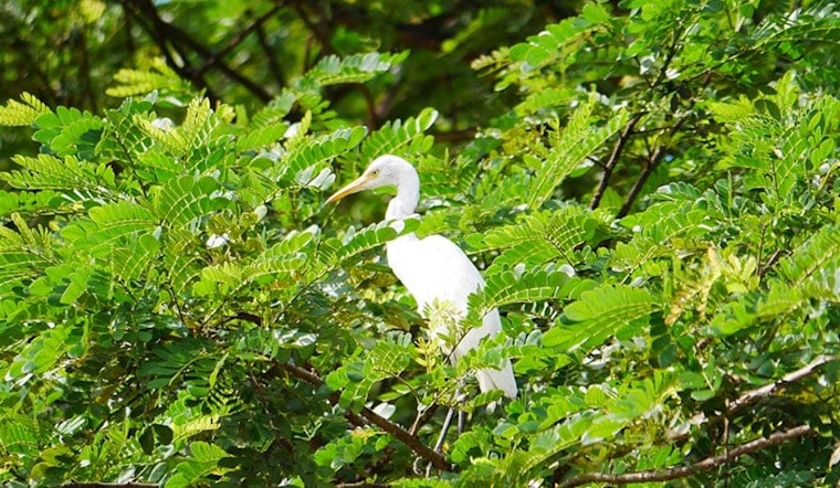 Arlington Gears Up for Egret Migration with Tips and Tools to Prevent Unwanted Rookeries