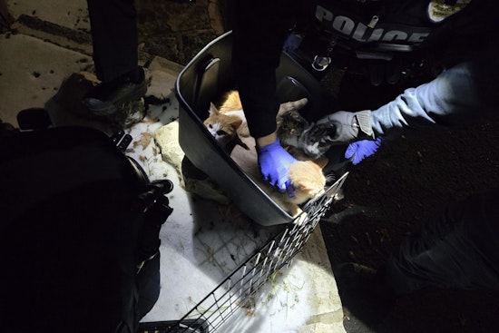 Austin Cops Save Eight Freezing Kittens Left In Cage On Great Northern