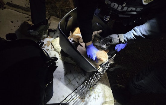 Austin Cops Save Eight Freezing Kittens Left In Cage On Great Northern