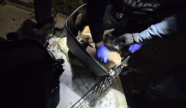 Austin Cops Save Eight Freezing Kittens Left In Cage On Great Northern